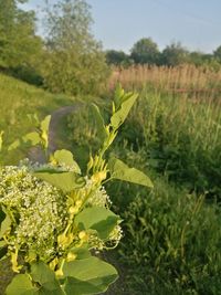 Plant growing on field