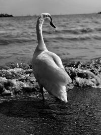 View of bird on beach