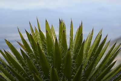 Close-up of  succulent plant against sky