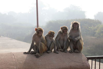 Monkeys on rocks against sky