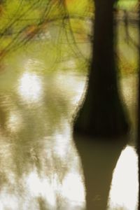 Reflection of trees in water