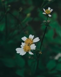 Close-up of white daisy flower