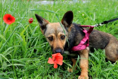 Close-up of a dog on field