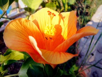 Close-up of orange day lily blooming outdoors