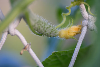 Close-up of fresh green plant