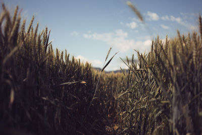 Close-up of grass against sky