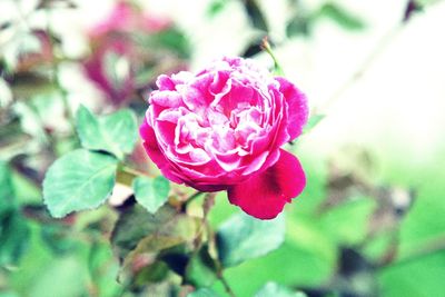 Close-up of pink rose