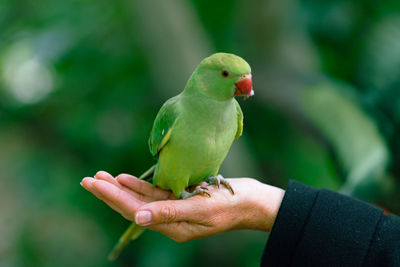 Close-up of a parrot on hand