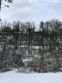 Bare trees on field against sky during winter