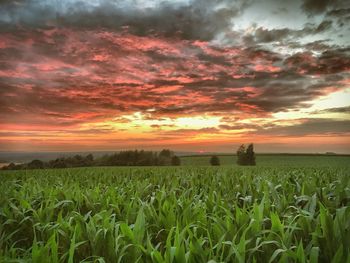 Grassy field against dramatic sky during sunset