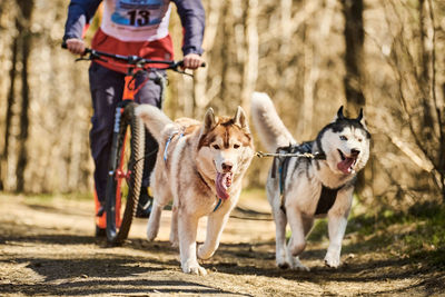 Side view of dogs running on field