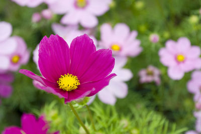 Close-up of pink flowering plant