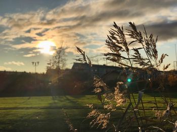 Plants growing on field against sky during sunset