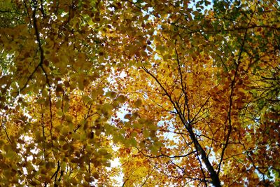 Low angle view of autumn trees