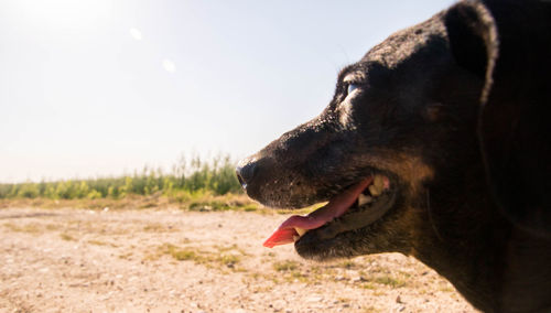 Close-up of dog looking away on field