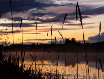 Silhouette of grass during sunset