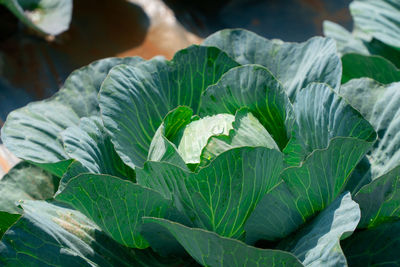 Close-up of green leaves