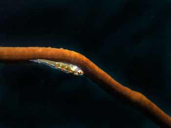 A lone whip coral goby in malapascua island, philippines