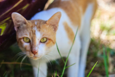 Close-up portrait of a cat