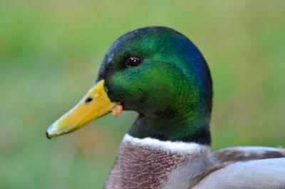 Close-up of bird perching outdoors