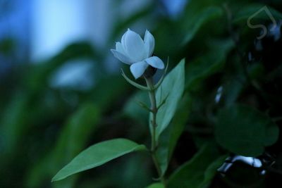 Close-up of flower blooming outdoors