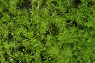 Full frame shot of plants on field