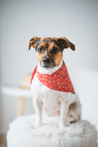 Jack russel terrier dog looking into the camera wearing a red bandana 