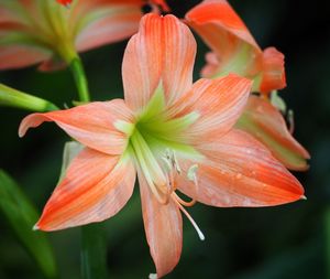 Close-up of day lily blooming outdoors