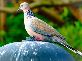 Close-up of pigeon perching