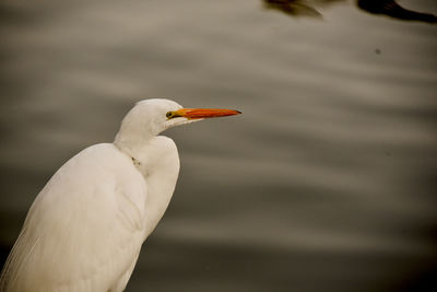 Close-up of great white egret