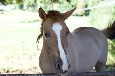 Close-up portrait of a horse in ranch