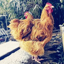 Rooster in winter