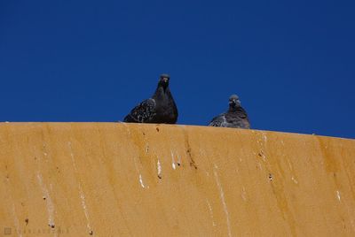 Low angle view of pigeon perching on the wall