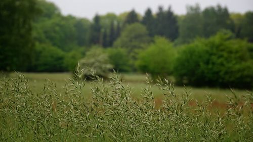 Close-up of plants growing on land