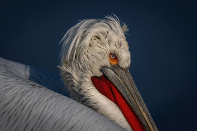 pelican