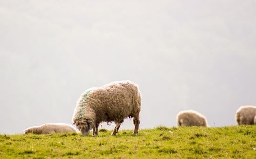 Sheep grazing in a field