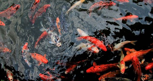 View of koi carps swimming in pond