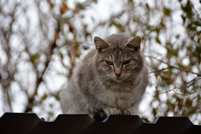 Close-up of cat sitting outdoors