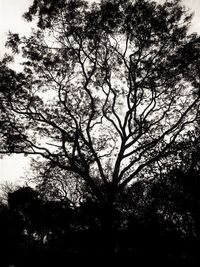 Low angle view of trees against sky