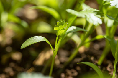 Close-up of plant growing on field