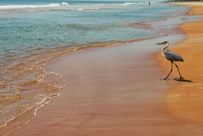 Bird perching on beach