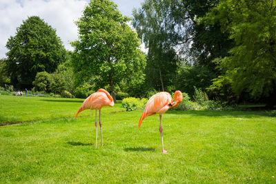 Pink flamingoes on a field