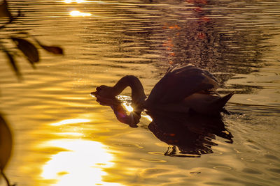 Reflection of swan swimming in lake during sunset