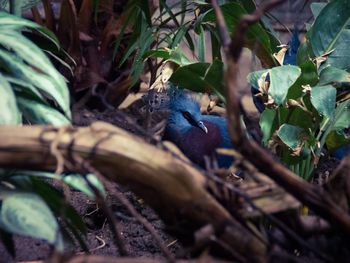 Close-up of bird perching on tree