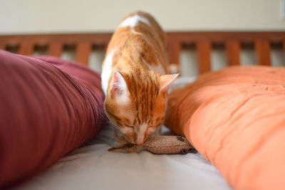 Close-up of a cat sleeping on bed