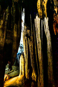 Close-up of tree trunk in cave