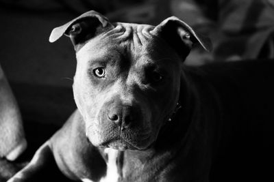 Close-up portrait of dog