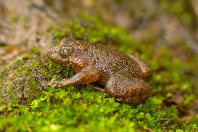 Close-up of frog on land