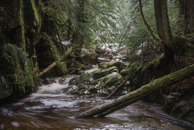 Stream flowing through rocks in forest