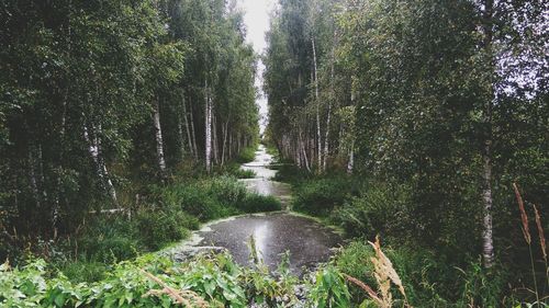 Scenic view of waterfall amidst trees in forest